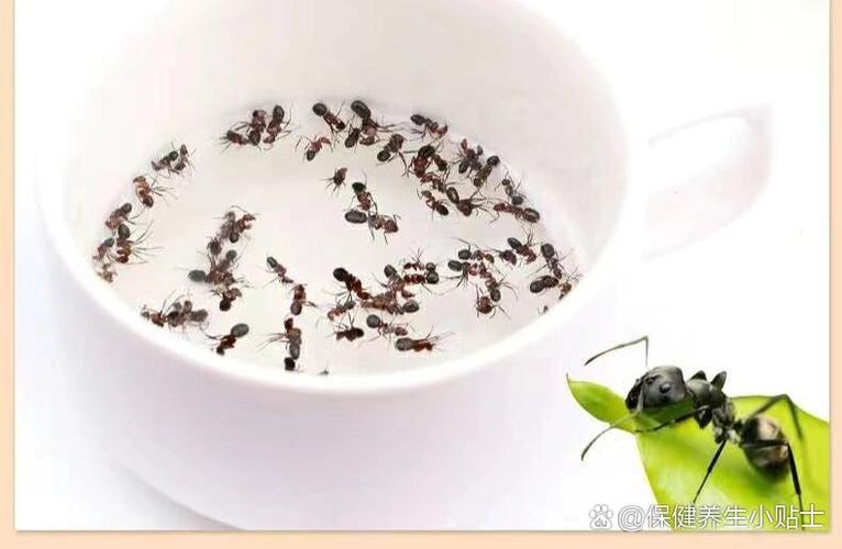 蚂蚁的用途及食用方法