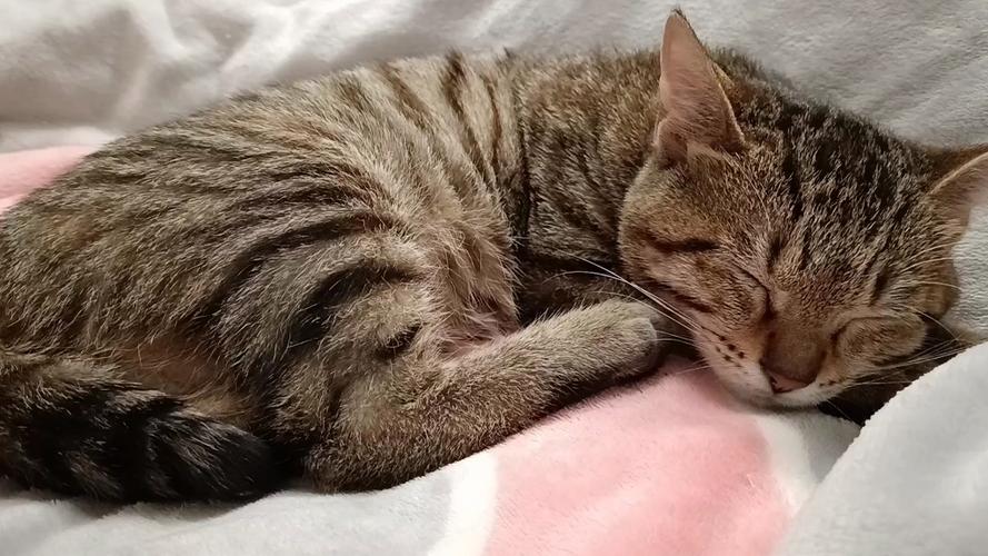 睡着的小猫咪安卓版