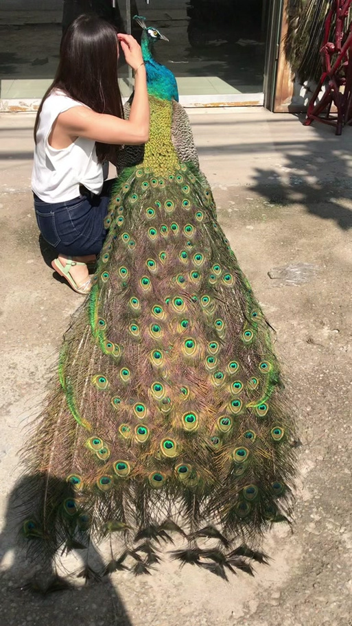 孔雀标本图片大全截图
