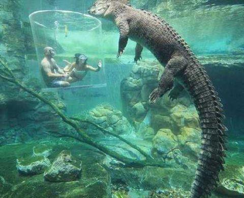 制造鳄鱼的水族馆缩略图
