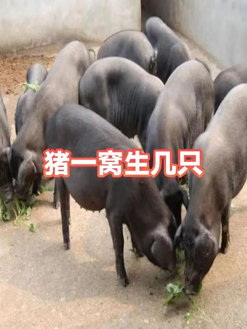 猪一窝能生几个