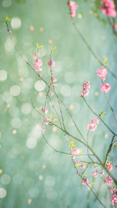 桃花屏保