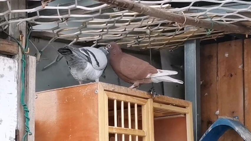 勤鸽