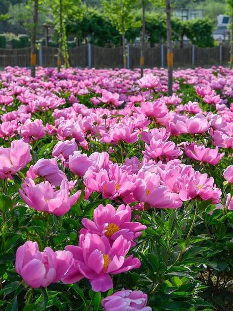 附近赏花