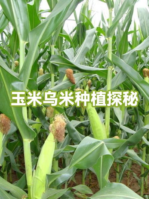 玉米乌米是什么截图