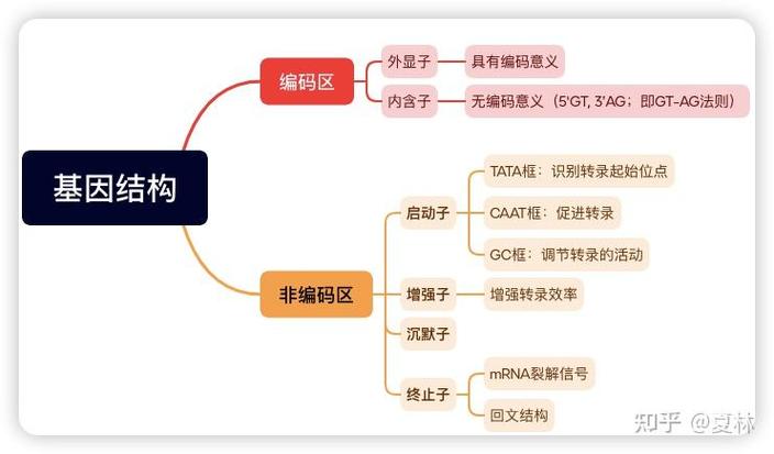 编码区的组成