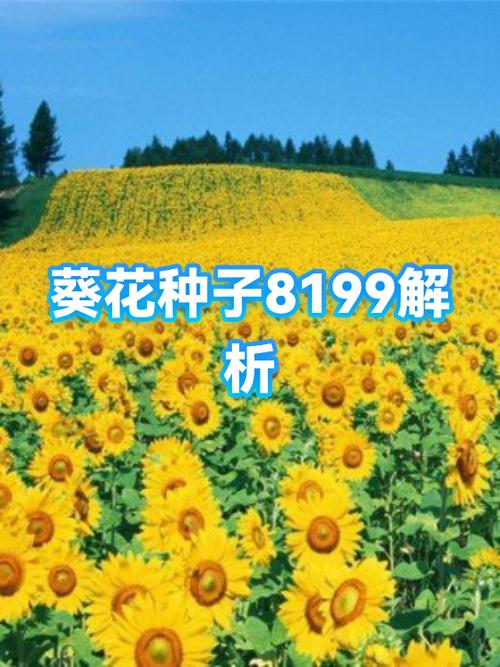 8199葵花品种介绍图标