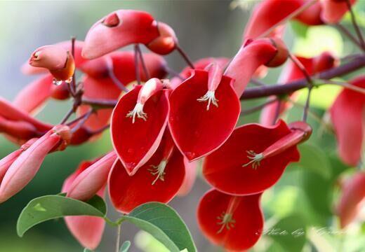 花倚app会员