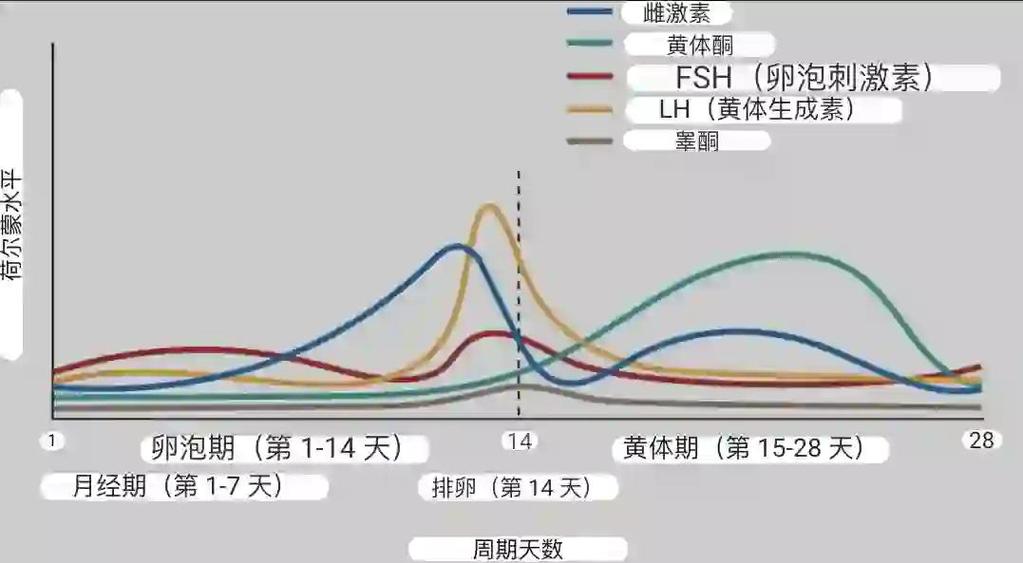女人断奶后激素变化