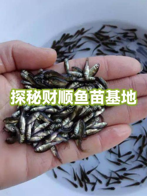 附近养鱼苗电话号码缩略图