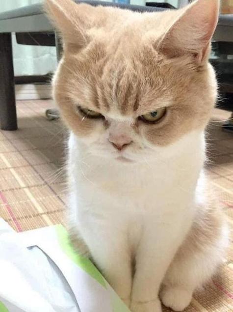 网上特别火的那个猫表情包