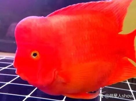 养鹦鹉鱼十句口诀图标