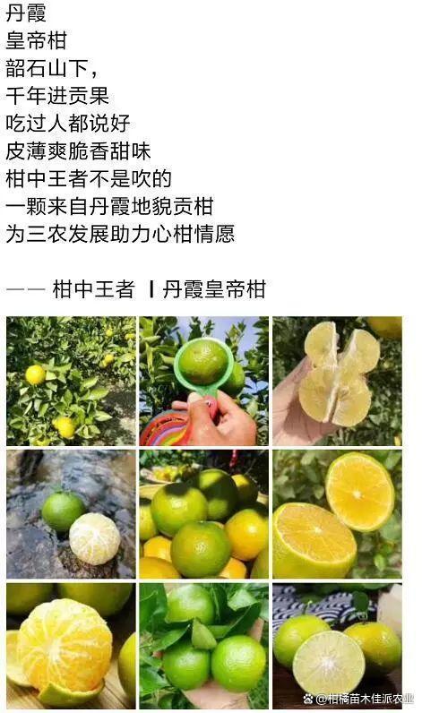 朋友圈卖橘子广告语游戏截图