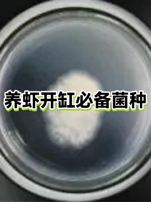 养虾怎么养缩略图