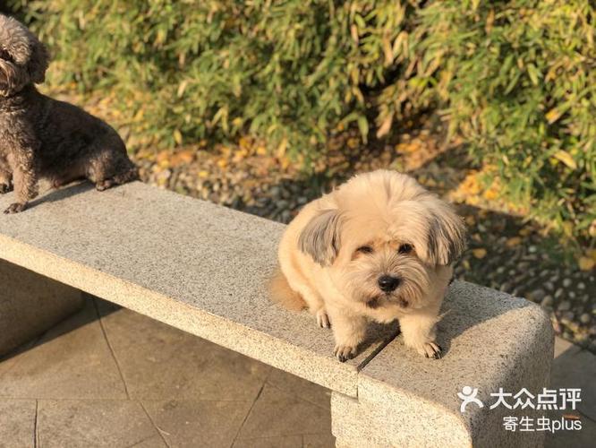 2019武汉哪里可以遛狗