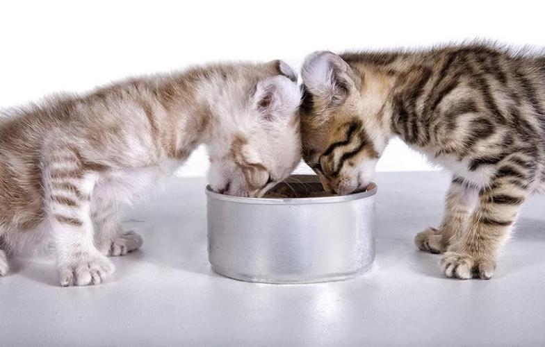 如何饲养猫咪(百合ABO)截图