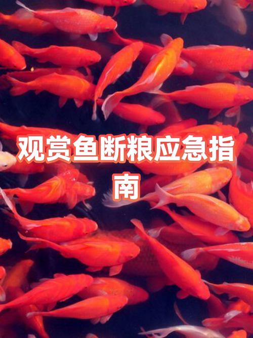鱼可以多久不喂食