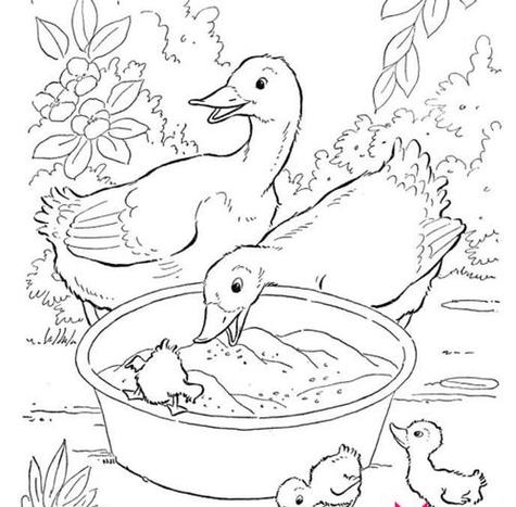 小鸭一家缩略图