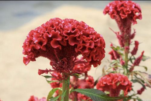 手指游戏花园里百花开