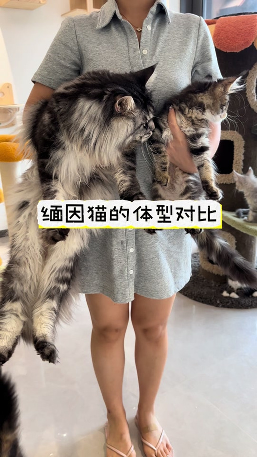 体型大的猫