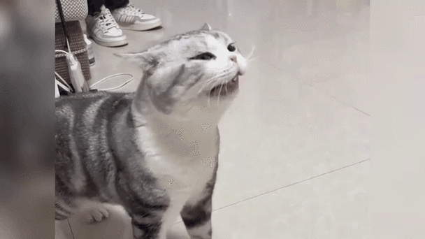 猫一直流鼻涕不好怎么办游戏截图