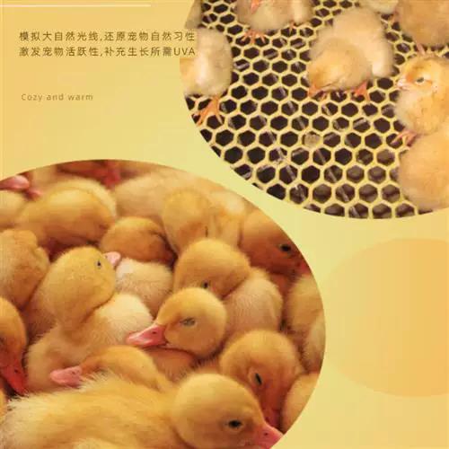 养1000只小鸡需多大的保温箱