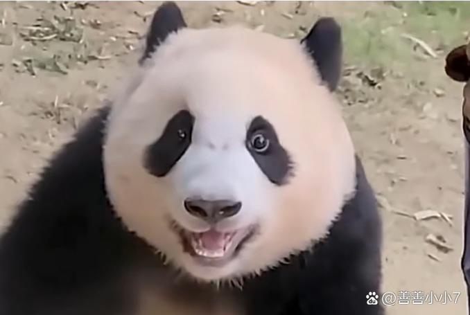小福宝截图