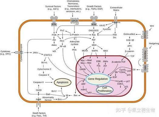生物学术语origin中文