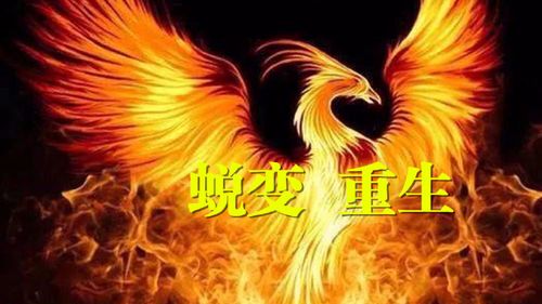 相册恢复永久删除的照片截图