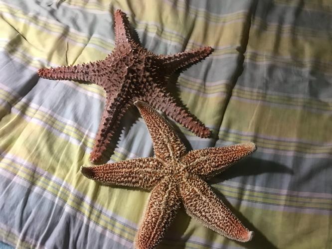 漫海星