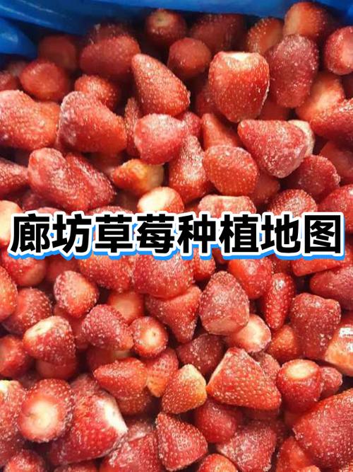 中国草莓产地排名