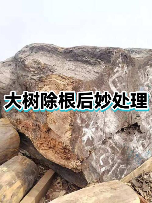 怎么让大树根快速腐烂