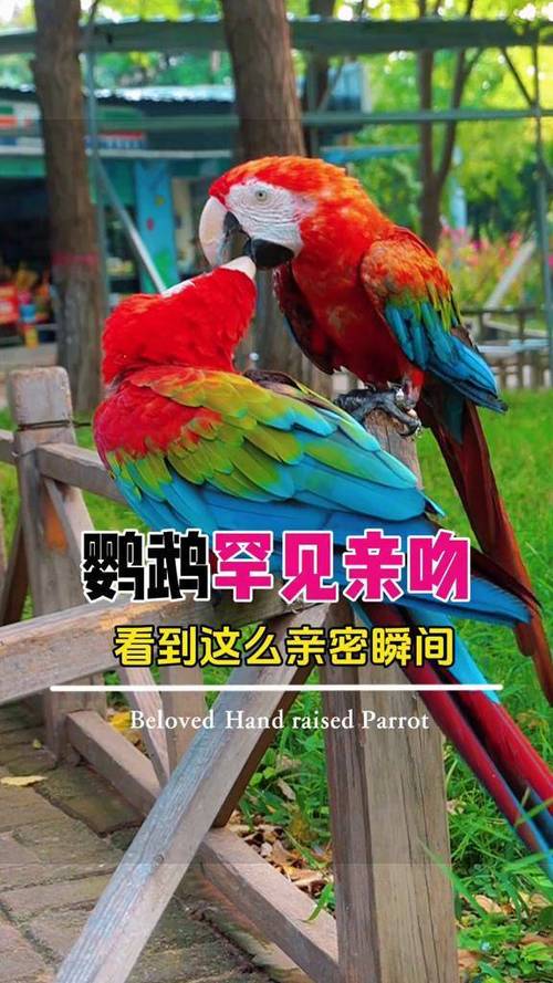 鹦鹉轻轻咬手指是什么意思缩略图