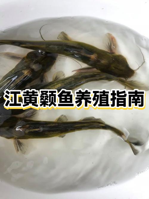 鱼的等级排名