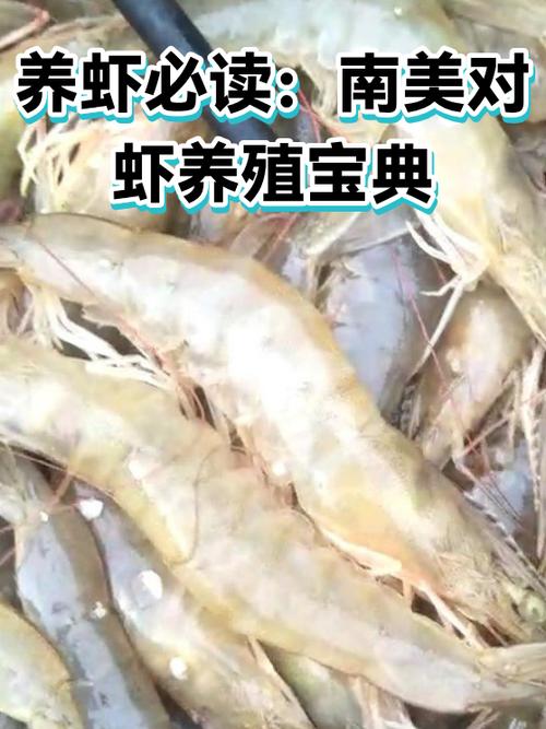 南美对虾养殖技术要点游戏截图