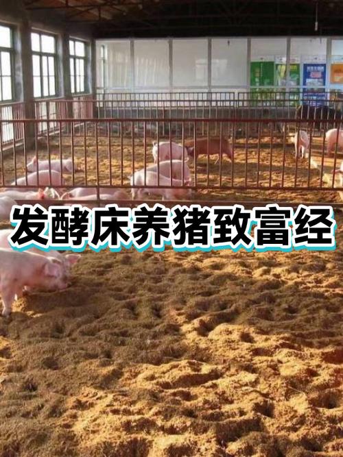 致富经养猪老宋的暴富