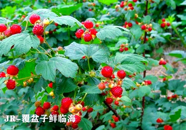 覆盆子图片游戏截图