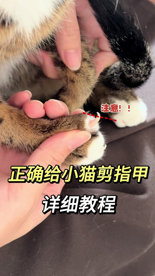 有必要给猫剪指甲吗