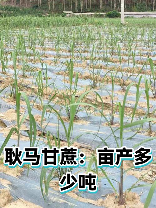 亩产甘蔗多少吨