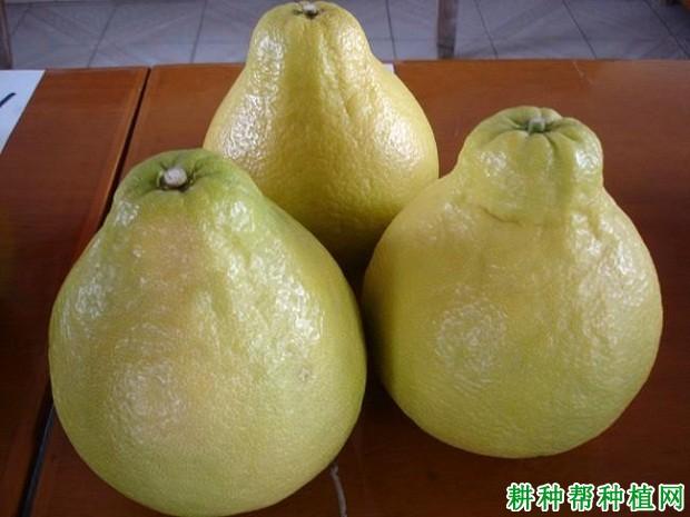 糯米柚的特点