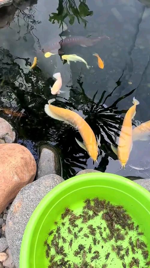 庭院露天鱼池养什么鱼截图