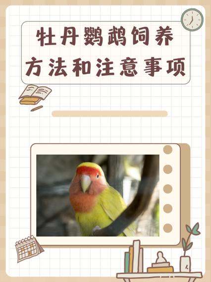 牡丹鹦鹉怎么配对最好游戏截图