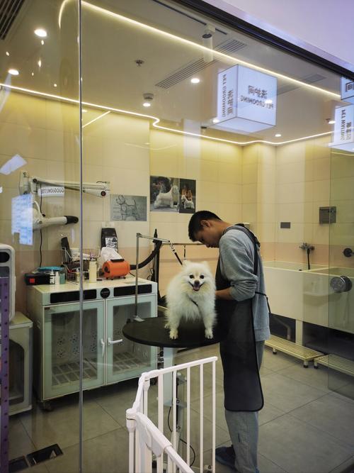 宠物店一般人能开吗