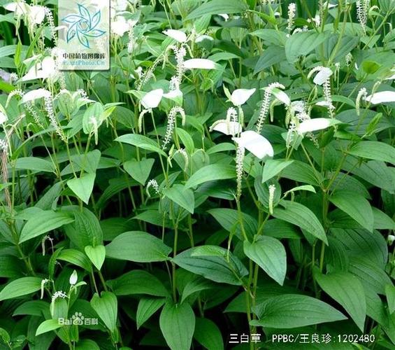 草字头一个三点水一个白
