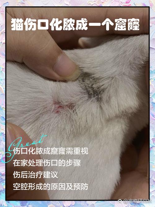 猫伤口化脓成一个窟窿