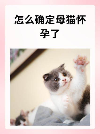 猫咪怀孕肚子多大游戏截图