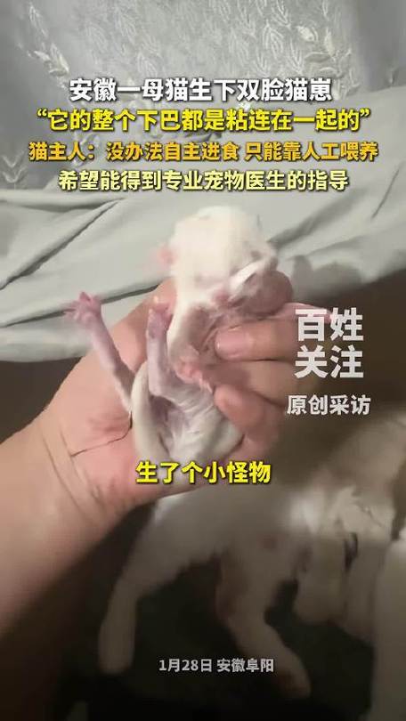 猫生小猫前提示主人