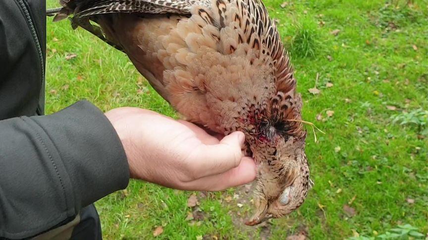 复合弓50米能打死野鸡吗