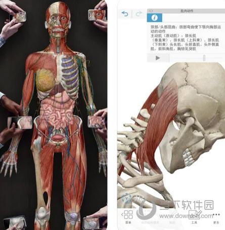 Visible body安卓版下载