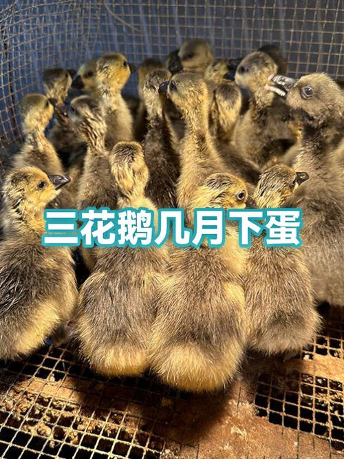五龙鹅和三花鹅哪个好